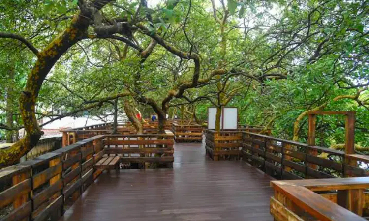 Mangrove Broadwalk Goa