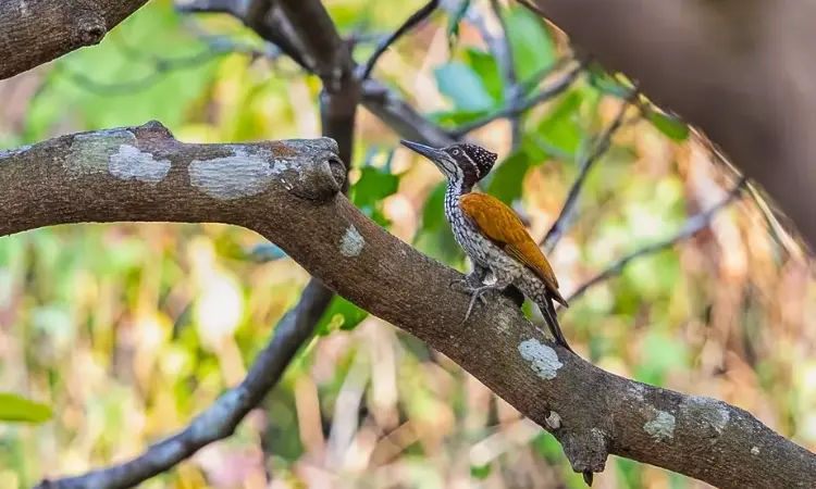 Netravali Bird Sanctuary